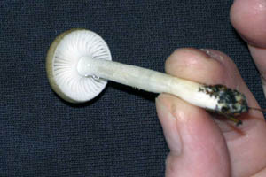 Hygrophorus fuscualbus, young specimen showing gills.